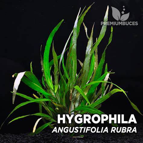 Hygrophila angustifolia  Rubra- tanaman aquascape tanpa co2 Cocok bagi Pemula