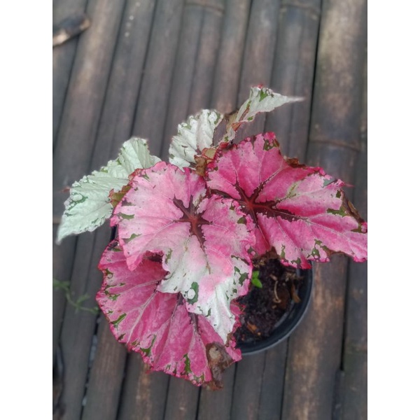 tanaman begonia fantasia