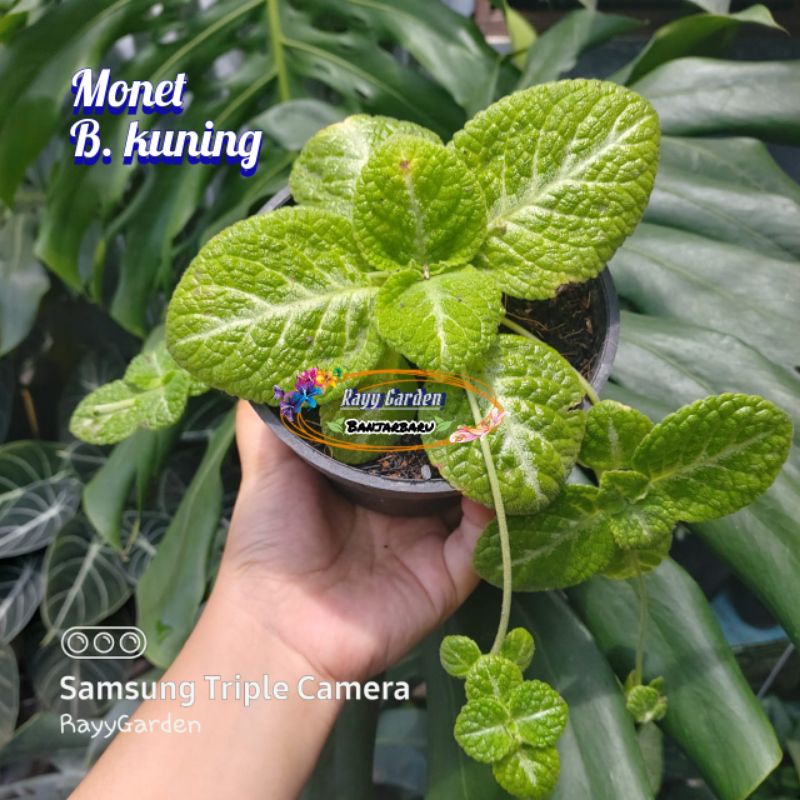 EPISCIA IMPORT MONET BUNGA KUNING