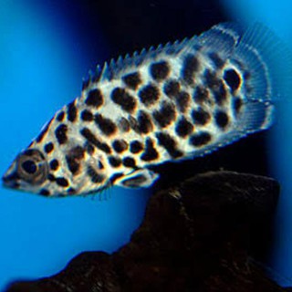 Ikan Hias Air Tawar Sapu Sapu Synodontis Aksesoris Akuarium