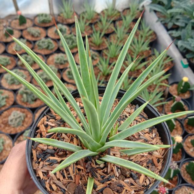 Kaktus Sukulen Agave Stricta