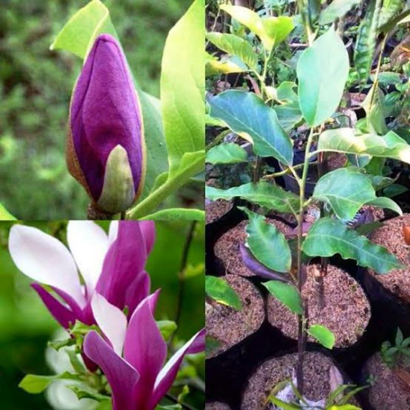 bibit bunga kantil ungu