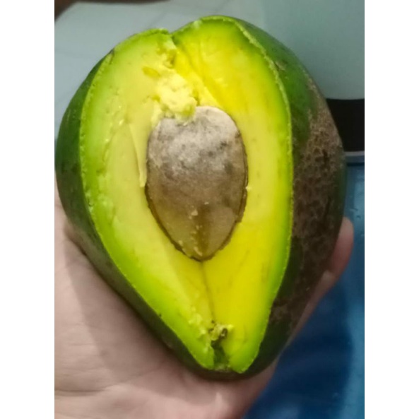 

alpukat mentega super