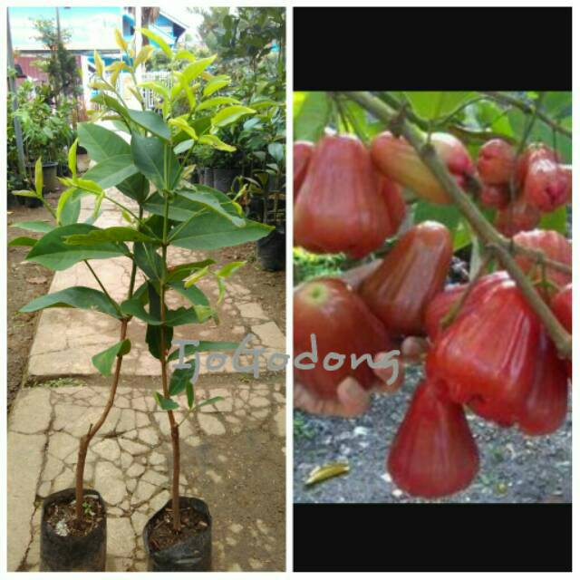 Jambu air King rose