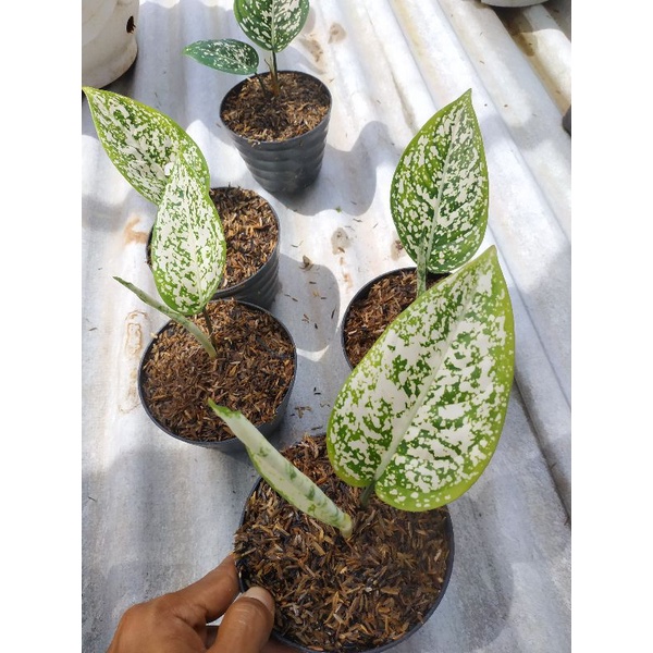 aglonema big leaf beby / bibit aglonema big leaf