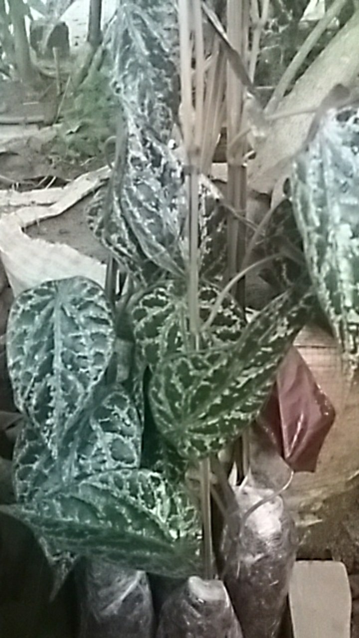 Bibit Tanaman Sirih Merah