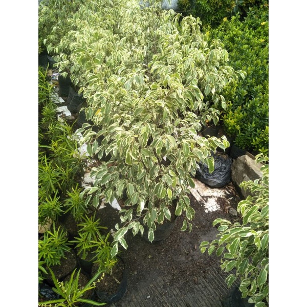 beringin putih parigata tinggi 75 cm