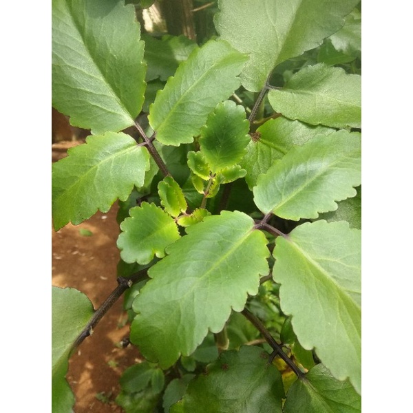 

Daun Cocor bebek 300 gram fress