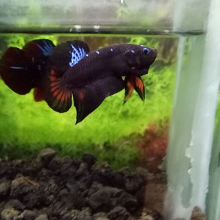 Ikan Cupang Avatar Super Grade Shopee Indonesia