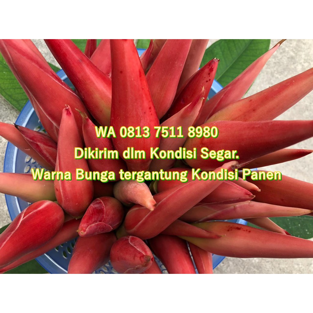 

TERMURAH Bunga kecombrang - Bunga Honje - Kencong segar 1kg