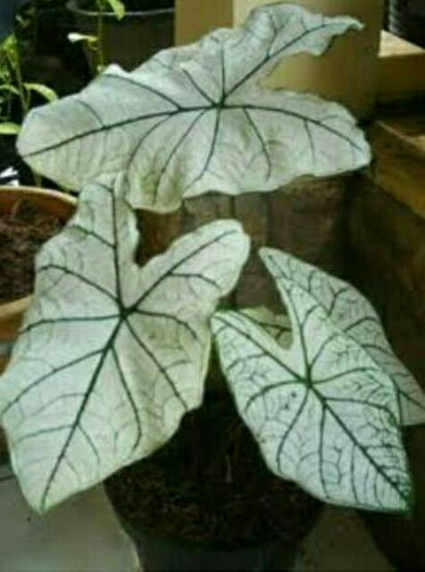 Tanaman Hias Keladi Putih White Caladium Shopee Indonesia