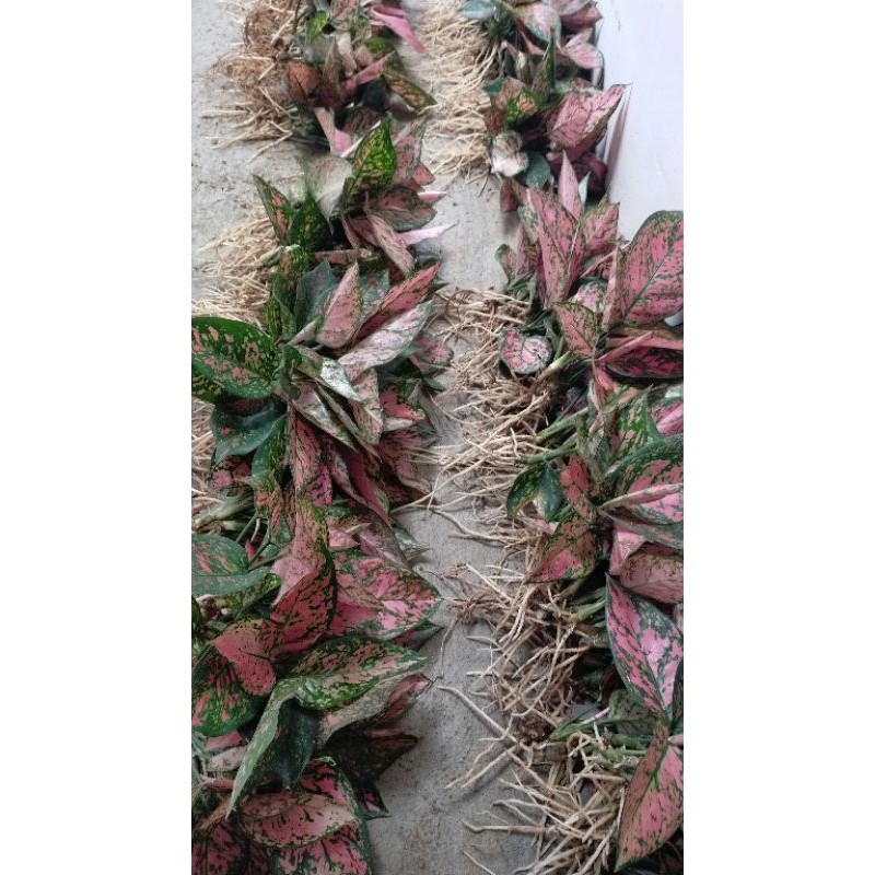 

aglaonema ledy Valentin