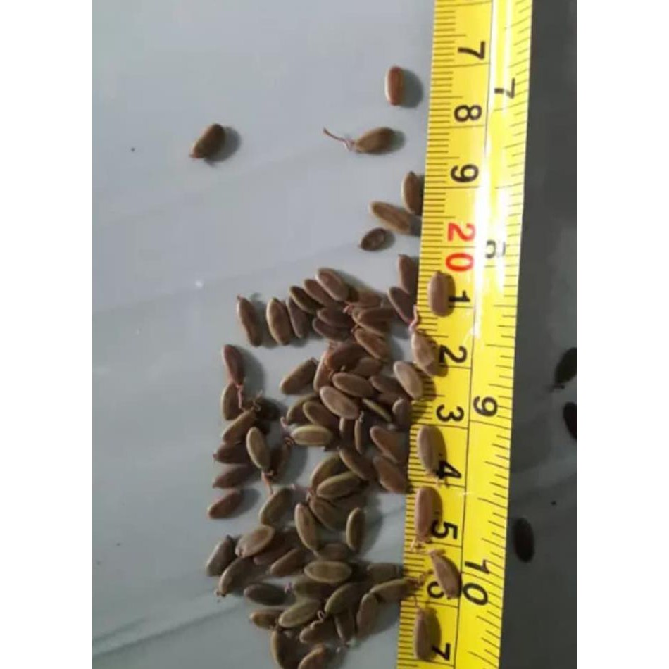 READY 1 ONS BENIH BIJI SENGON SOLOMON JAGUAR SUPER UNGGUL BIBIT / BIJI @_$