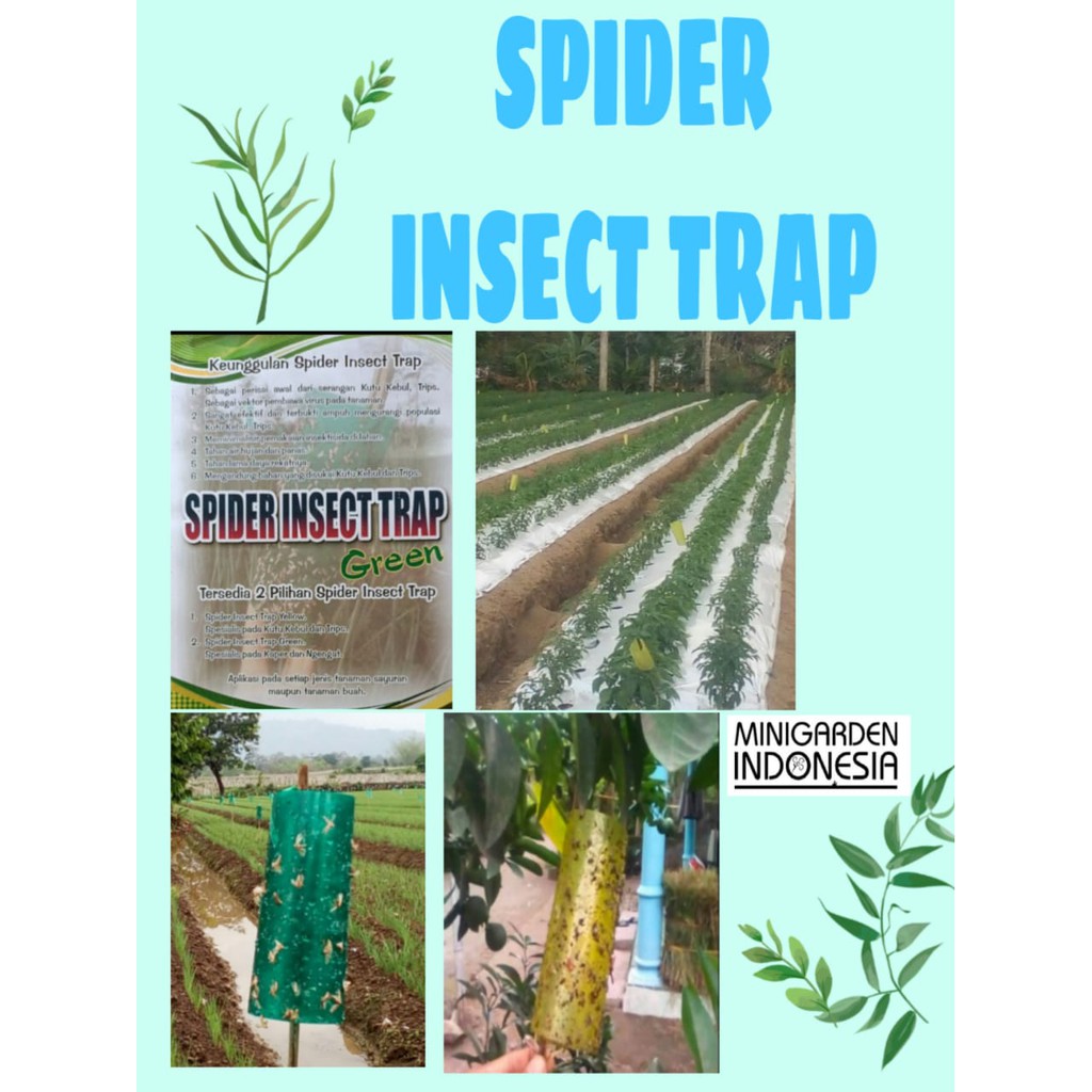 SPIDER INSECT TRAP 20 LEMBAR perangkap hama pertanian kutu kebul serangga ngengat trips pengendali hama lalat