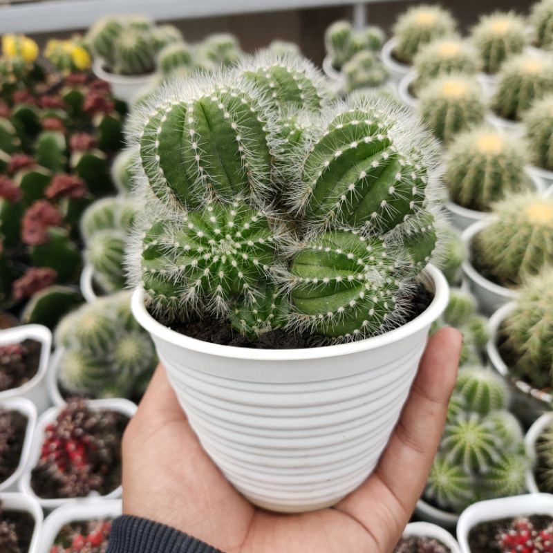 Tanaman Hias Noto Kaktus Ownroot Premium lengkap dengan pot tawon