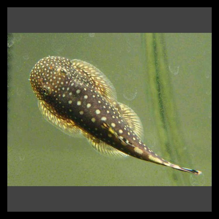 Ikan Hias Aquascape Borneo Sucker Cuci Gudang