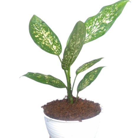 dieffenbachi, sri rejeki, beras wutah, blanceng