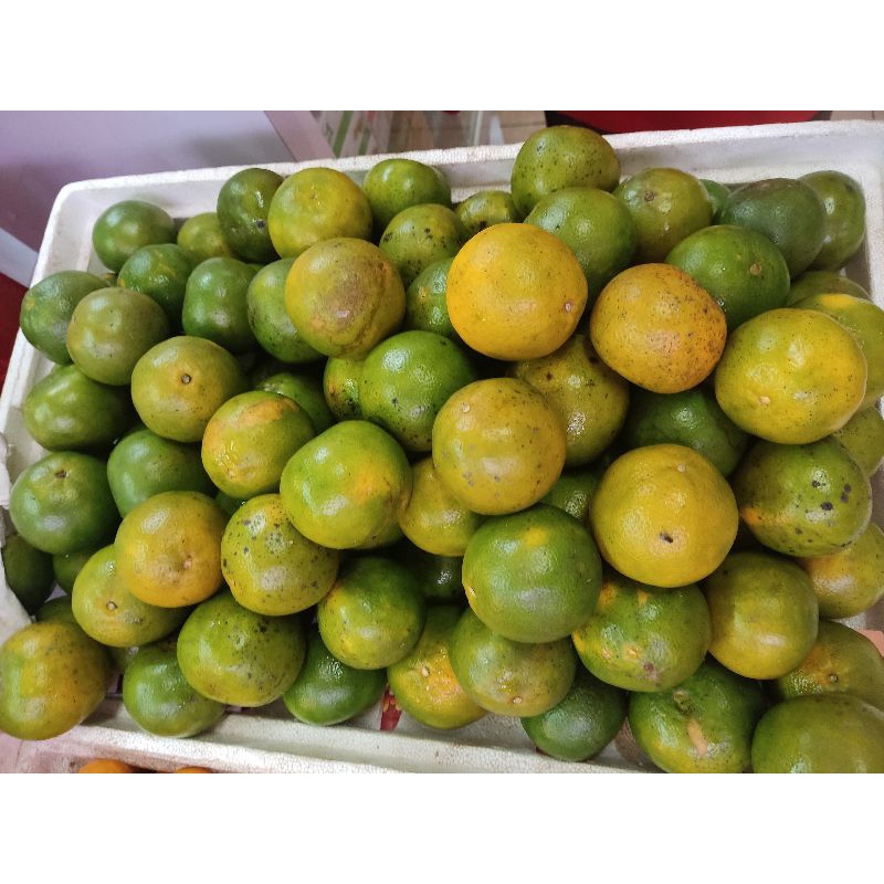 

jeruk pontianak masak pohon