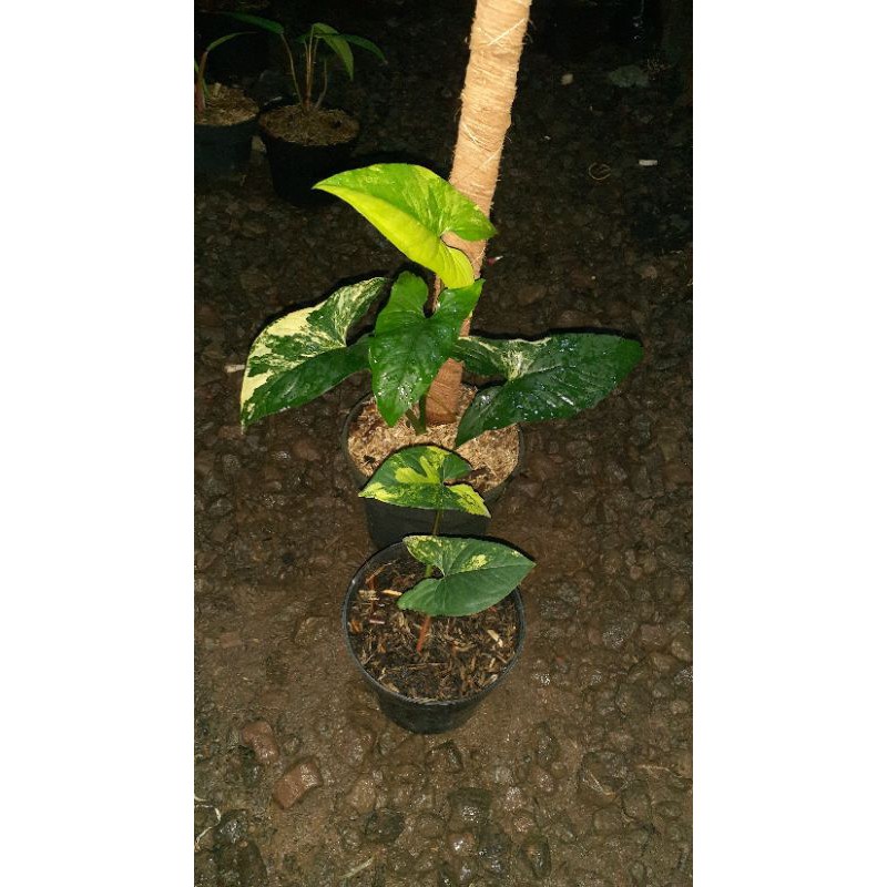 Syngonium aurea variegated/syngonium varigata kuning