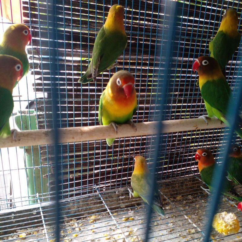 burung lovebird josan harga grosir