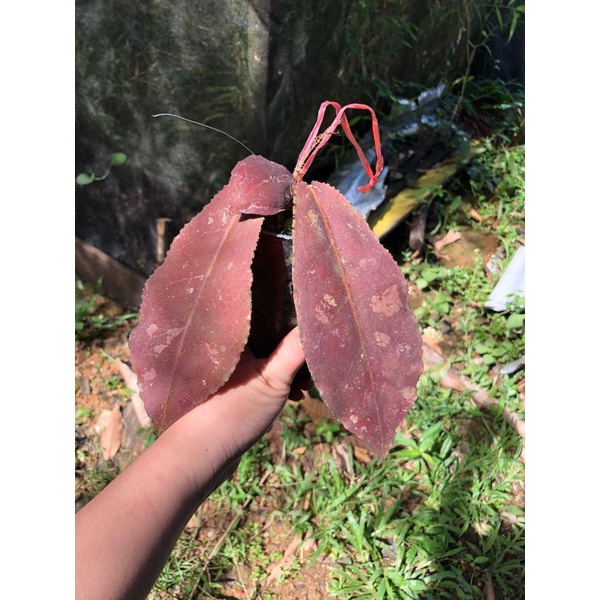Hoya Undulata Merah ( Red )