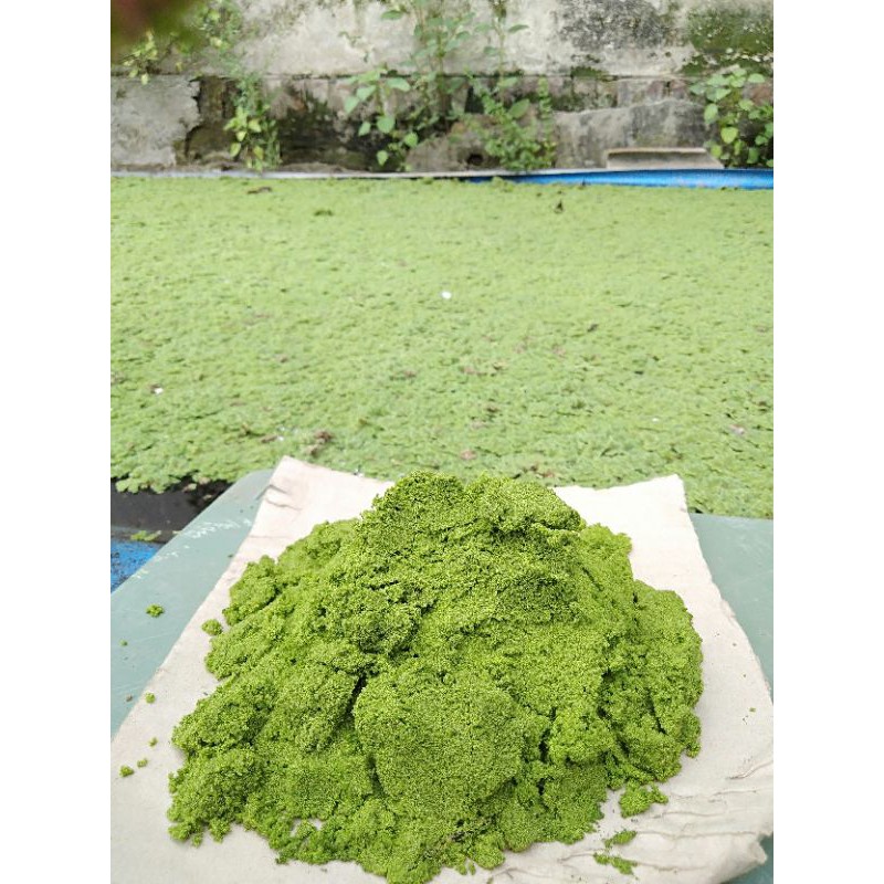 ❤️ WOLFFIA 1 KG ( PROMO TERMURAH SEINDONESIA )