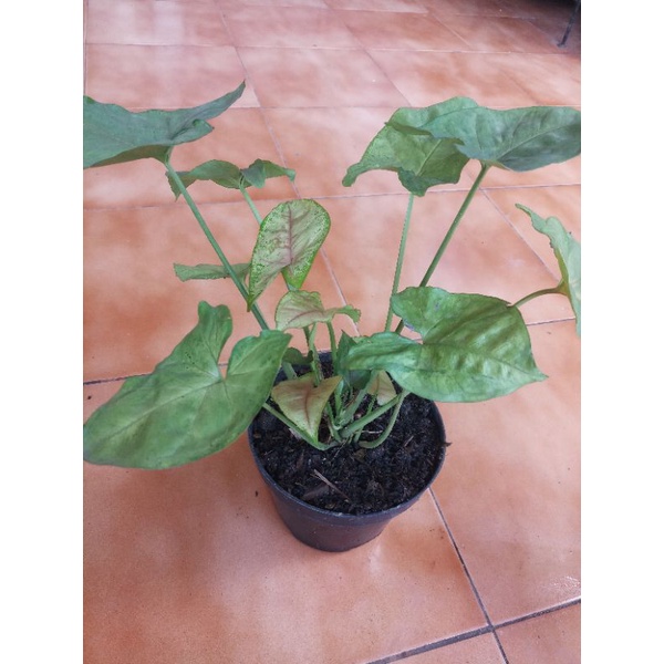 Syngonium Maria Allusion - Tanaman Hias - Tanaman Indoor