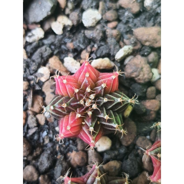 G. LB hybrid var seedling