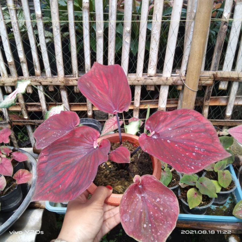 caladium nagoya