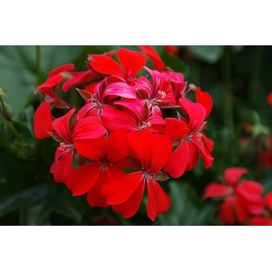 BIBIT TANAMAN GERANIUM MERAH