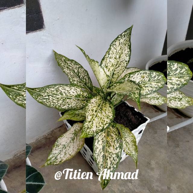 Anakan Alonema snow white