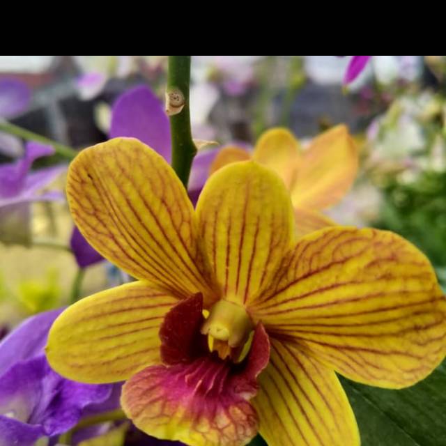 Anggrek dendrobium tongchai gold 3 lips mutation