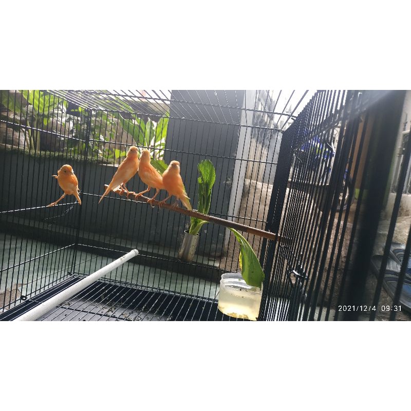 kenari merlok remaja ( merah lokal)