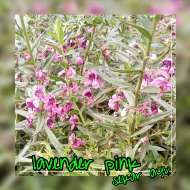 Bunga Lavender Warna Pink Shopee Indonesia