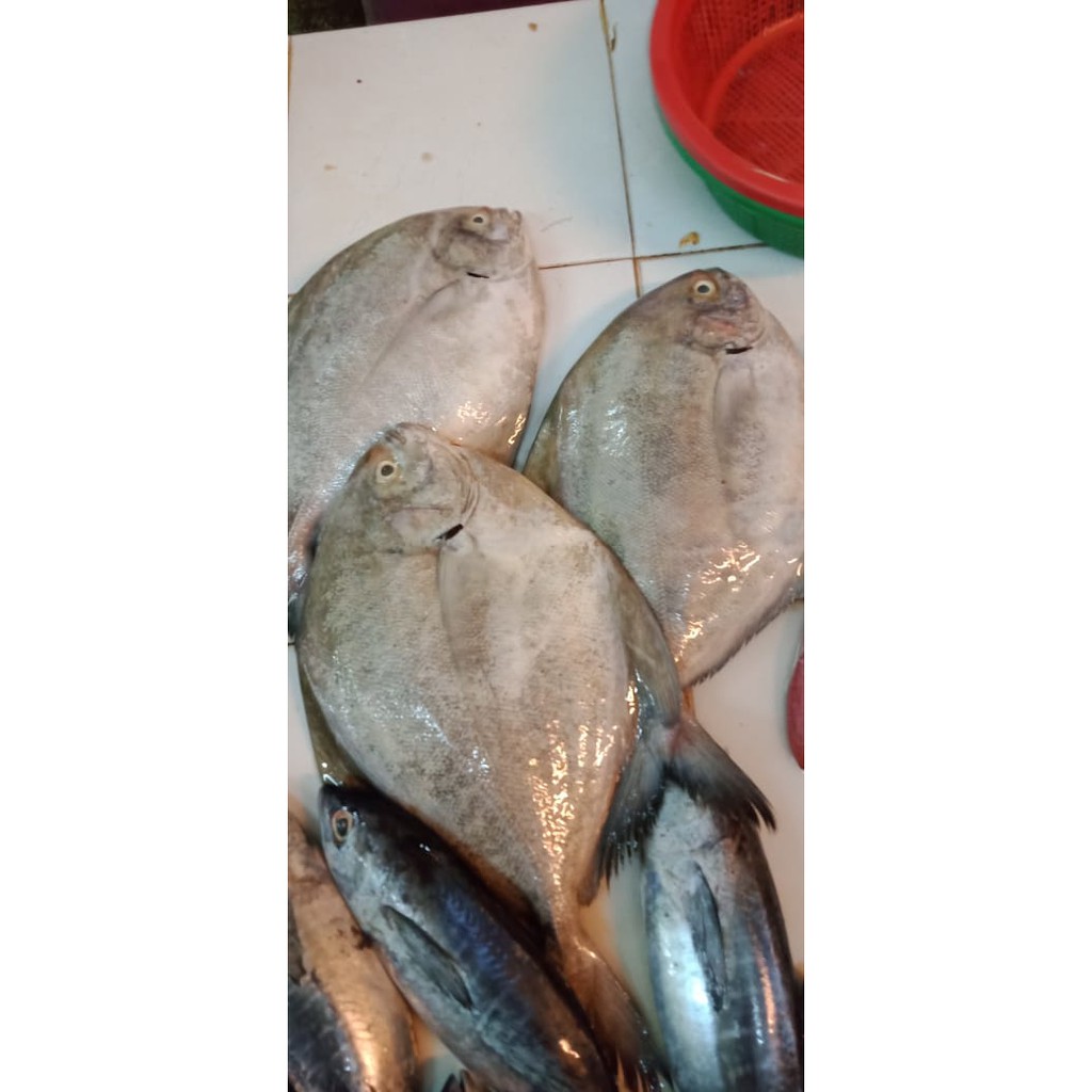 

Ikan Bawal Laut