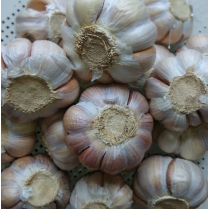 

bawang putih bersih 500gr