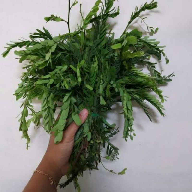 

DAUN SINOM ASEM JAWA MUDA 200G