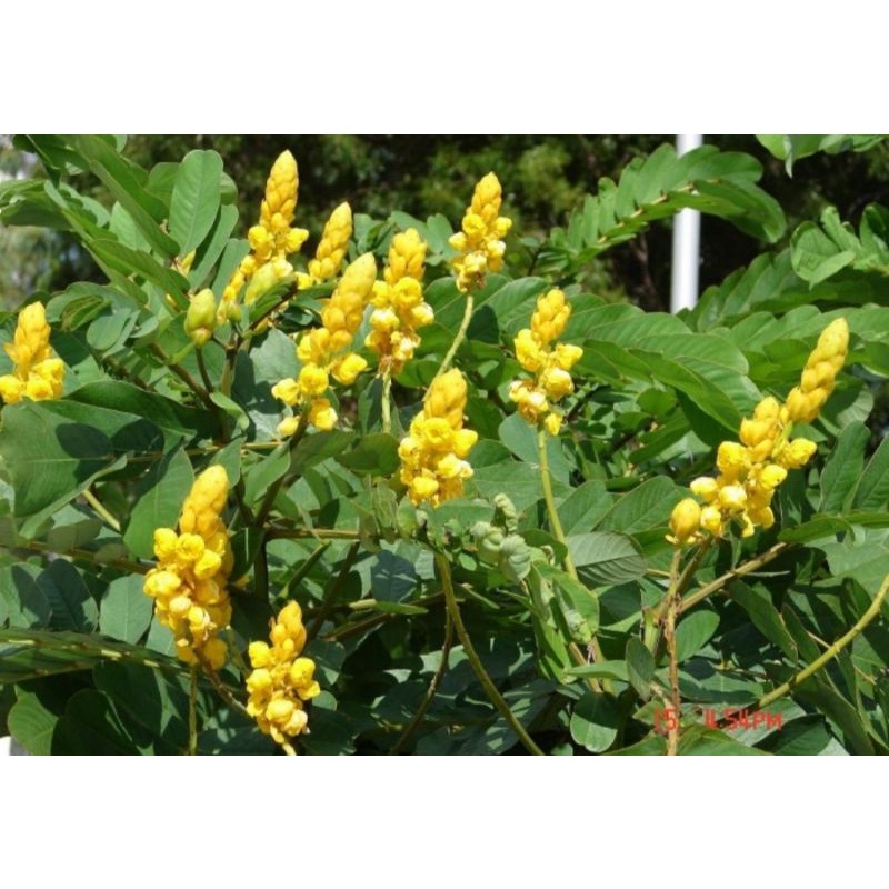 

Ketepeng Cina (Senna Alata)/Galinggang/Daun kupang kurap/galinggang gajah/panu
