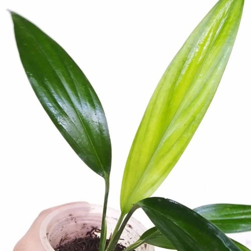 Tanaman Hias Epipremnum Amplissimum