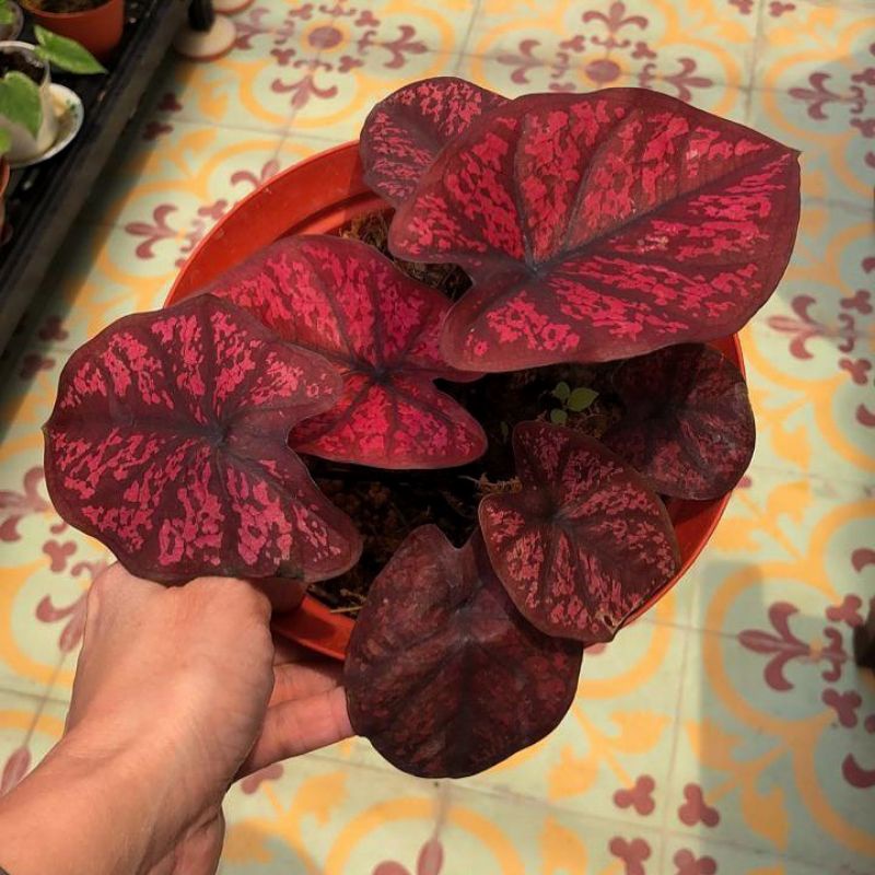 CALADIUM SEVENLUCK KELADI SEVEN LUCK TANAMAN HIAS MURAH MERIAH