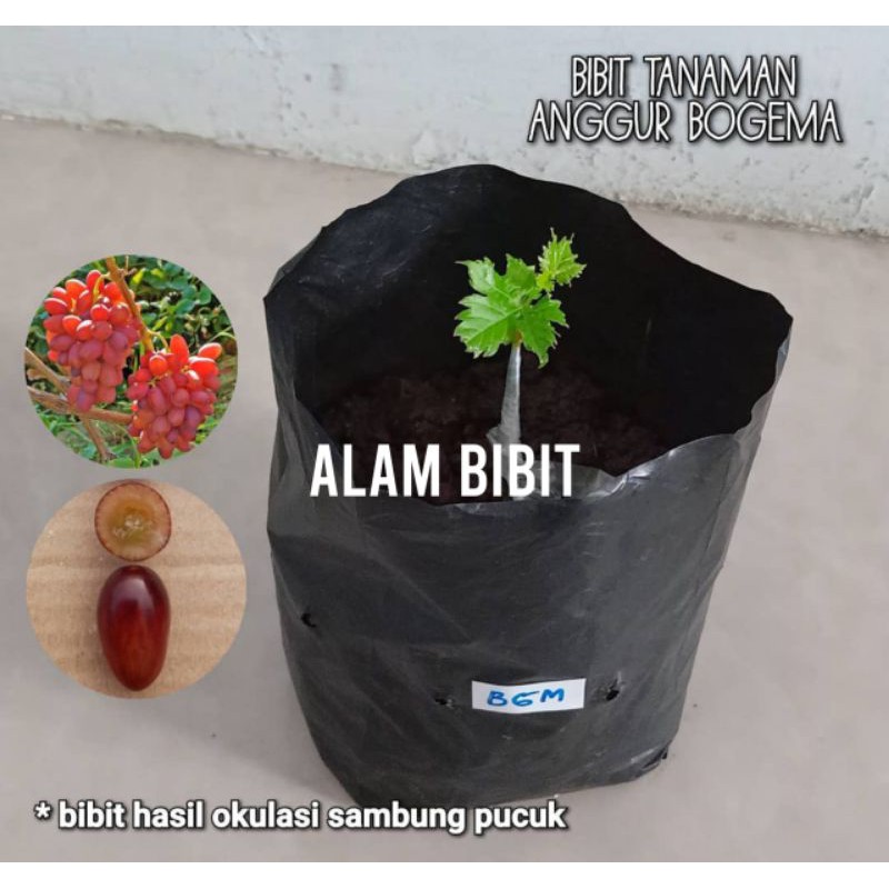 Bibit Anggur import Bogema