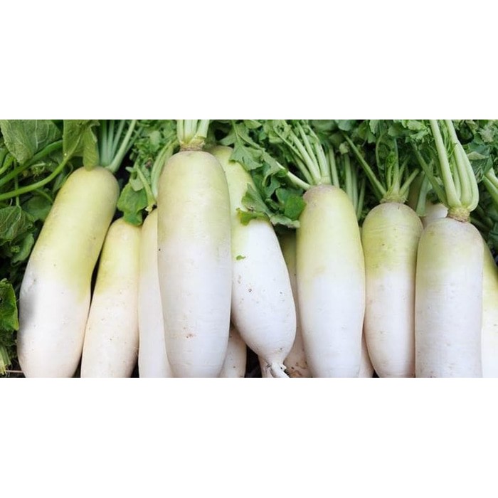 

BEST SELLER LOBAK PUTIH ( SAYUR - SAYURAN CURAH ) !!!!!