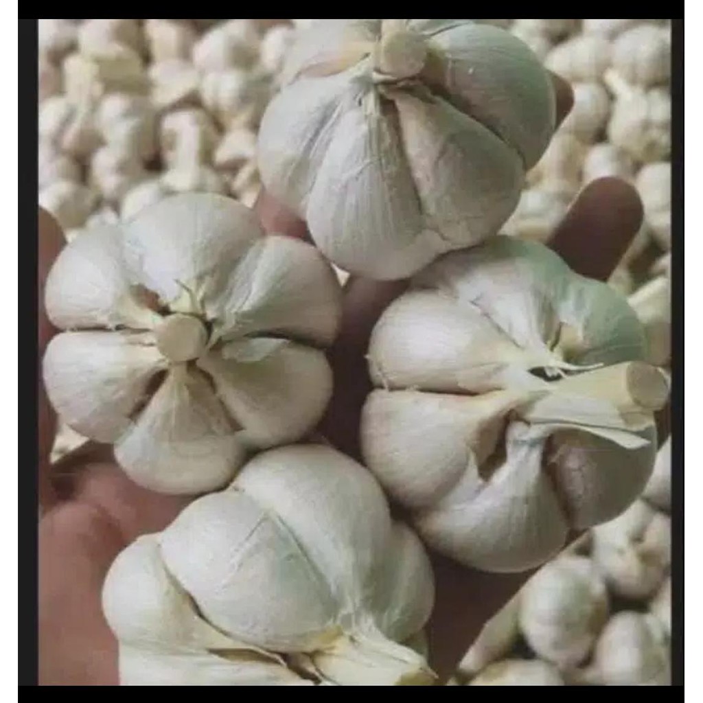 

Bawang Putih Kating