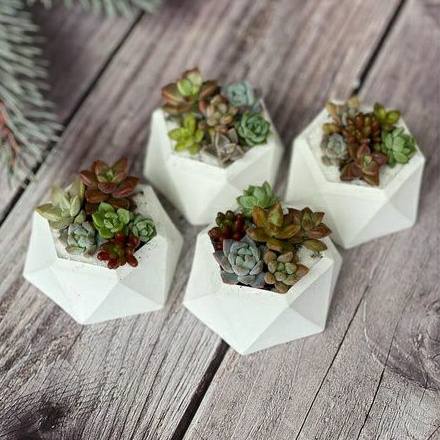 Baby Kaktus Sukulen 4Ribu 6pcs