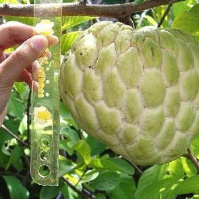 Zer0 Bibit Tanaman Buah Srikaya Jumbo Segar