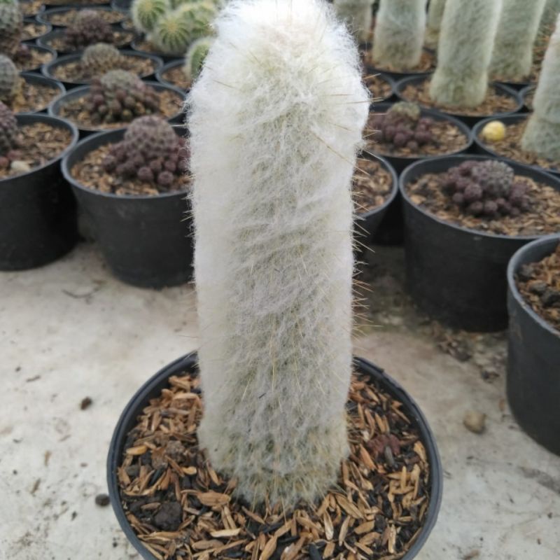 kaktus oldman ownroot