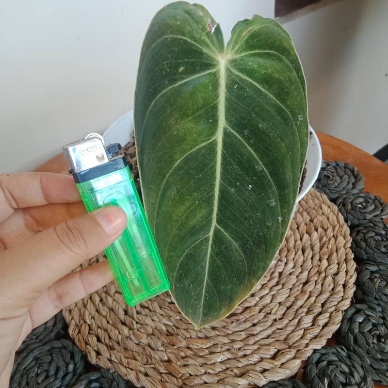 Tanaman hias PHILODENDRON Melano Bibit bonggol PHILODENDRON Melano