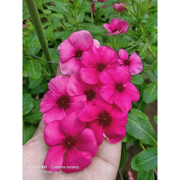 benih vinca t21.Benih vinca rasbhery..vinca.vinca mix warna.vinca exotic..vinca.bunga vinca tegak.be