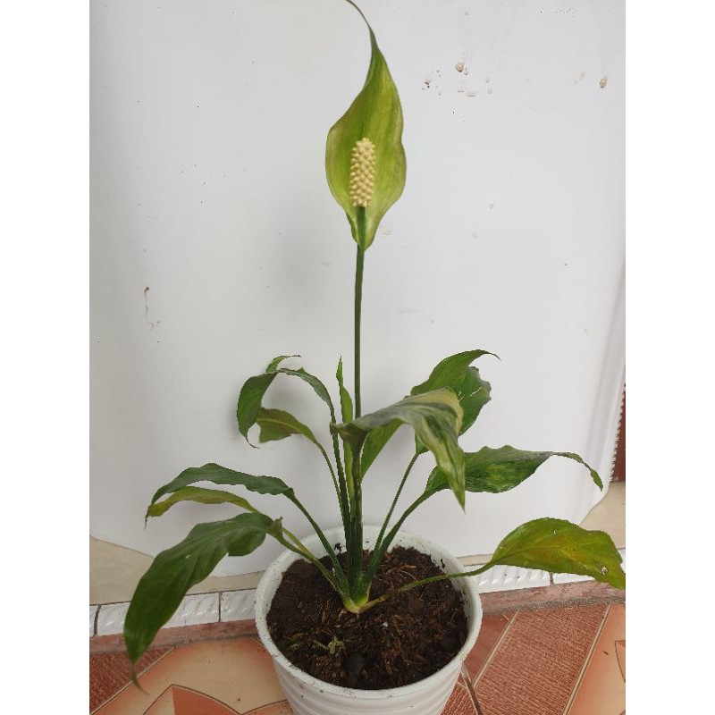 Peace Lily Variegata