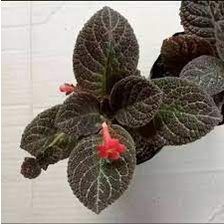 Episcia coklat Acajou /coklat Ancajou - BAKUL KEMBANG